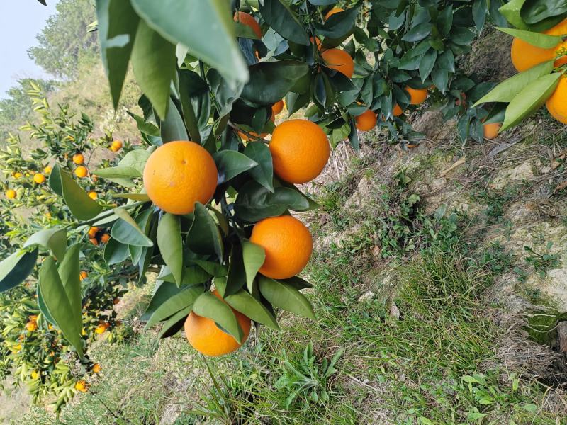 夏橙果园基地，可直供电商，市场，超市，零卖！产地大量供应