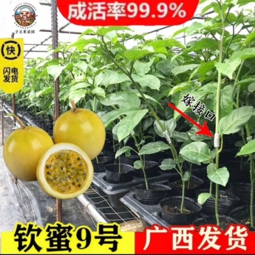 百香果苗