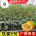 百香果苗