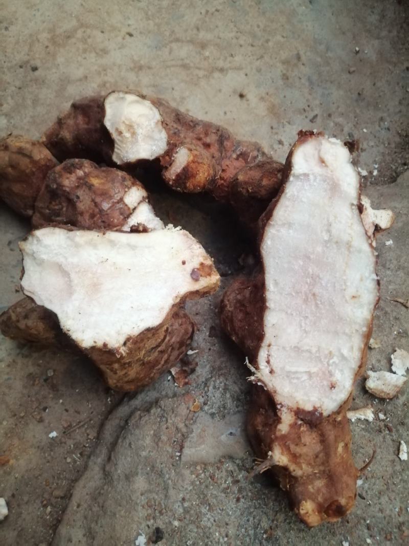 广东新鲜土茯苓本地土茯苓，粉质白肉