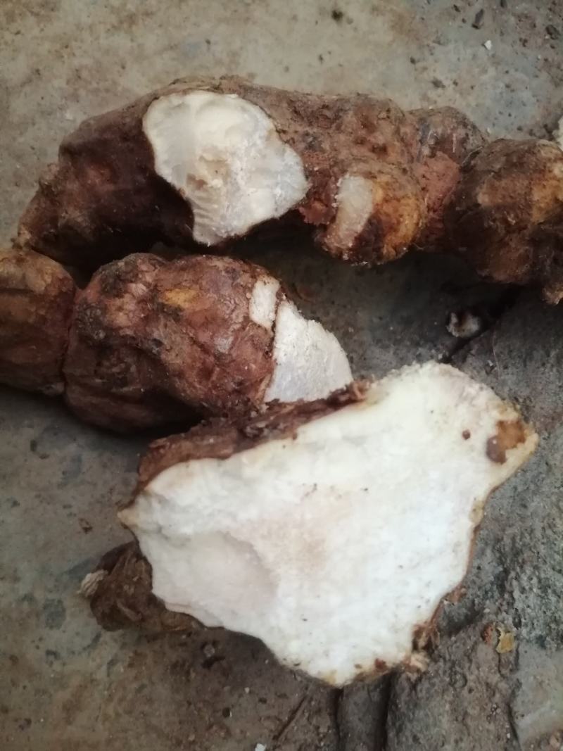 广东新鲜土茯苓本地土茯苓，粉质白肉