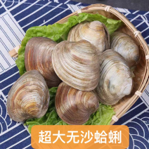 鲜活贝类海鲜美贝蛤蜊无沙文蛤蜊大蛤蜊非花甲生鲜食材批发