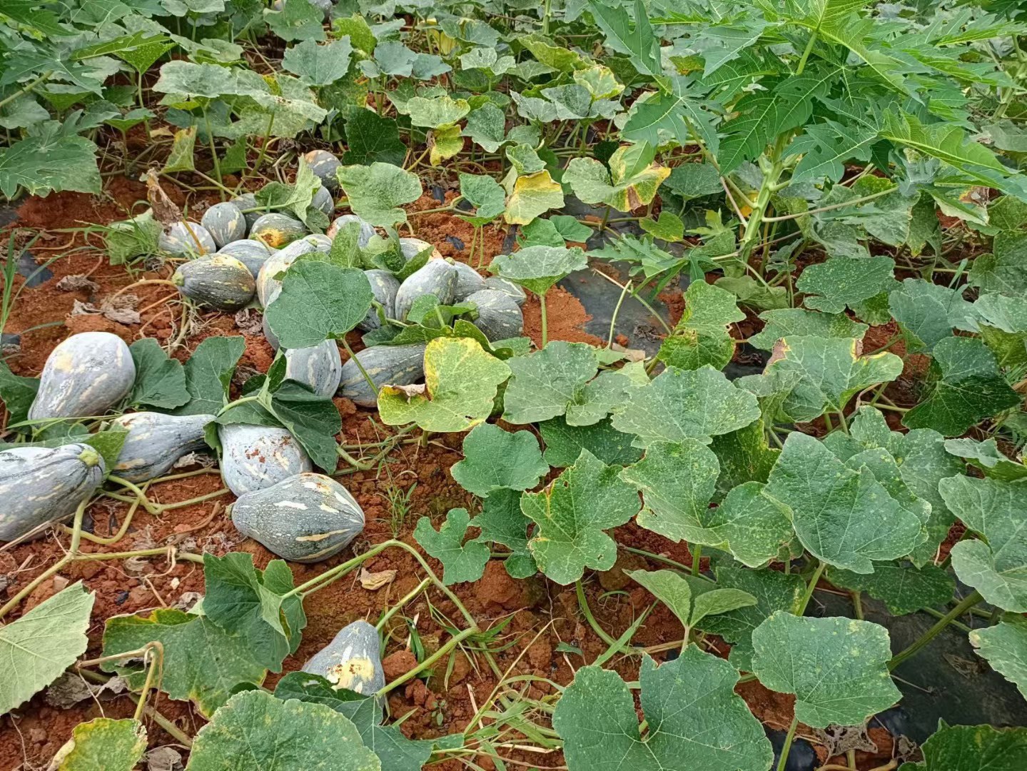 展示一个完整的香芋南瓜,表皮带有细腻纹理,背景为厨房环境 香芋南瓜特写