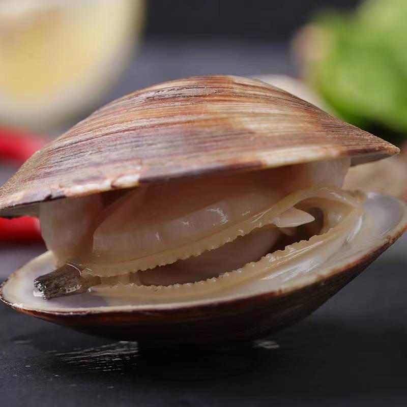 鲜活贝类海鲜美贝蛤蜊无沙文蛤蜊大蛤蜊非花甲生鲜食材批发