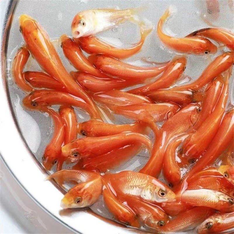 红鲤鱼苗观赏鱼可观赏可食用淡水养殖