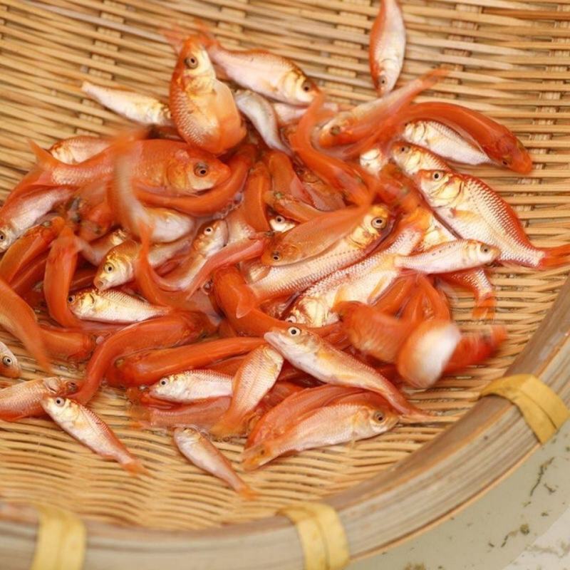 红鲤鱼苗观赏鱼可观赏可食用淡水养殖