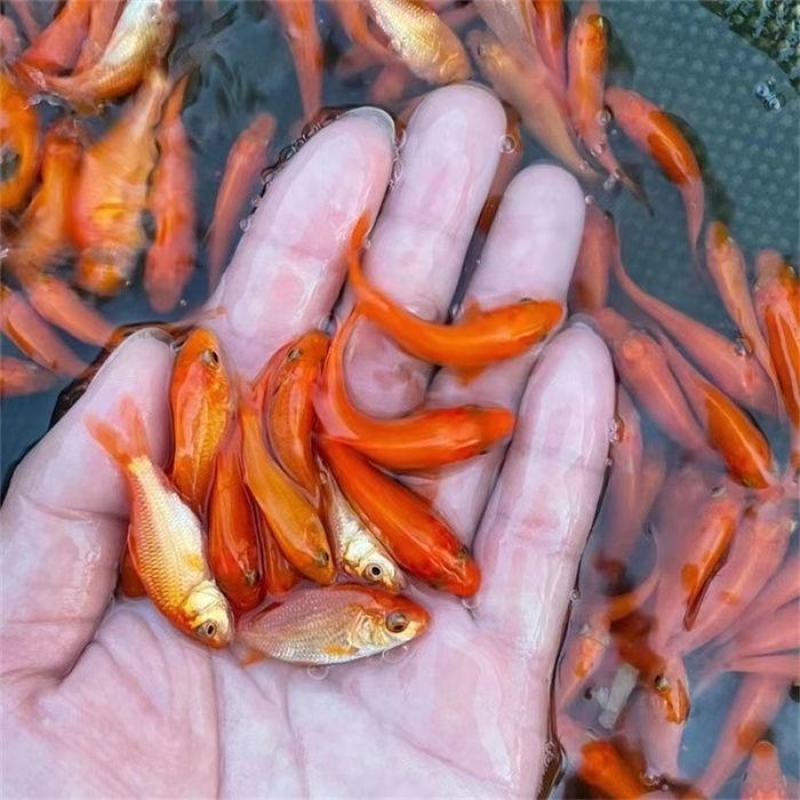 红鲤鱼苗观赏鱼可观赏可食用淡水养殖