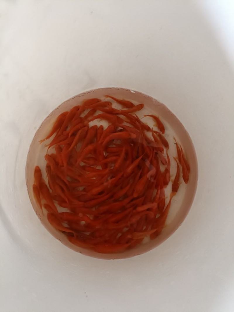 红鲤鱼苗观赏鱼可观赏可食用淡水养殖