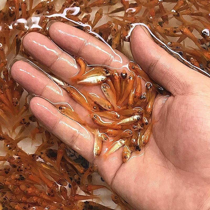 红鲤鱼苗观赏鱼可观赏可食用淡水养殖