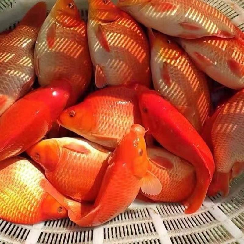 红鲤鱼苗观赏鱼可观赏可食用淡水养殖