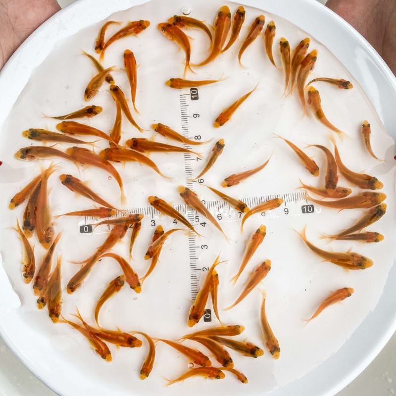 红鲤鱼苗观赏鱼可观赏可食用淡水养殖