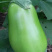 【优质茄子】大量上市，现摘现发，坏果包赔
