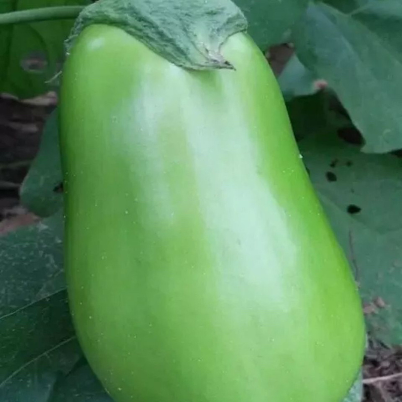 【优质茄子】大量上市，现摘现发，坏果包赔