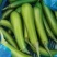 【优质茄子】大量上市，现摘现发，坏果包赔