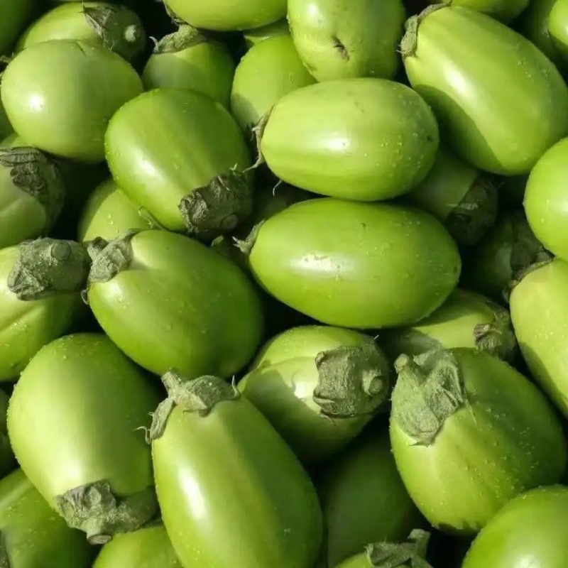 【优质茄子】大量上市，现摘现发，坏果包赔