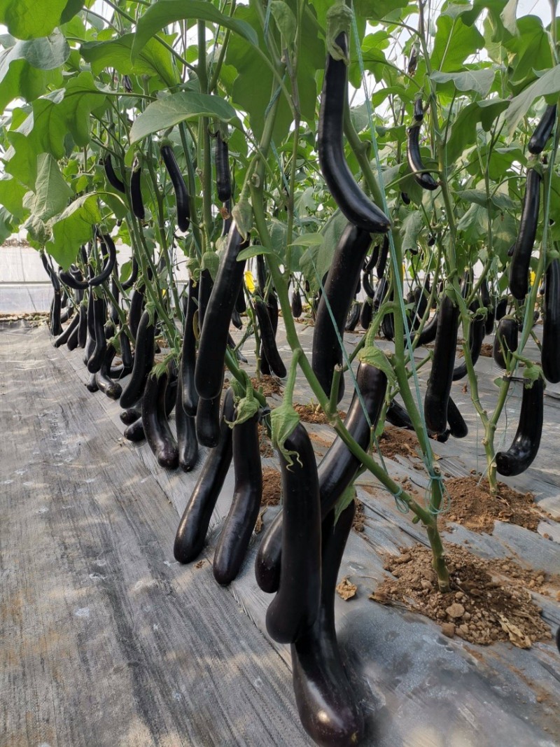 【优质茄子】大量上市，现摘现发，坏果包赔