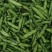 大白蚕豆，小蚕豆