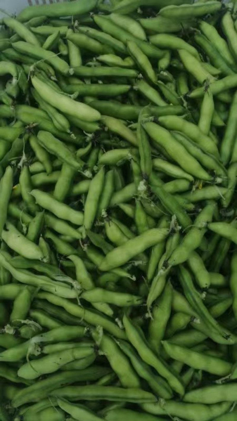 大白蚕豆，小蚕豆