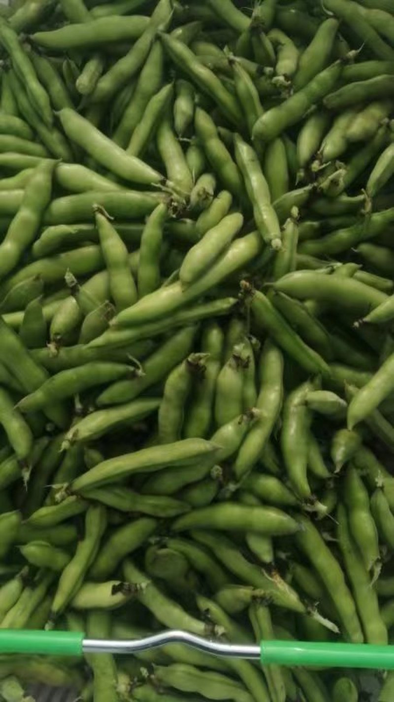 大白蚕豆，小蚕豆