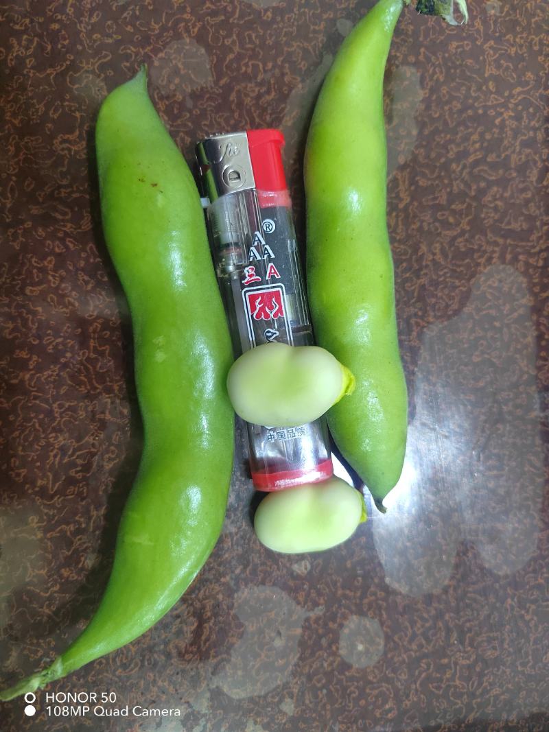 大白蚕豆，小蚕豆