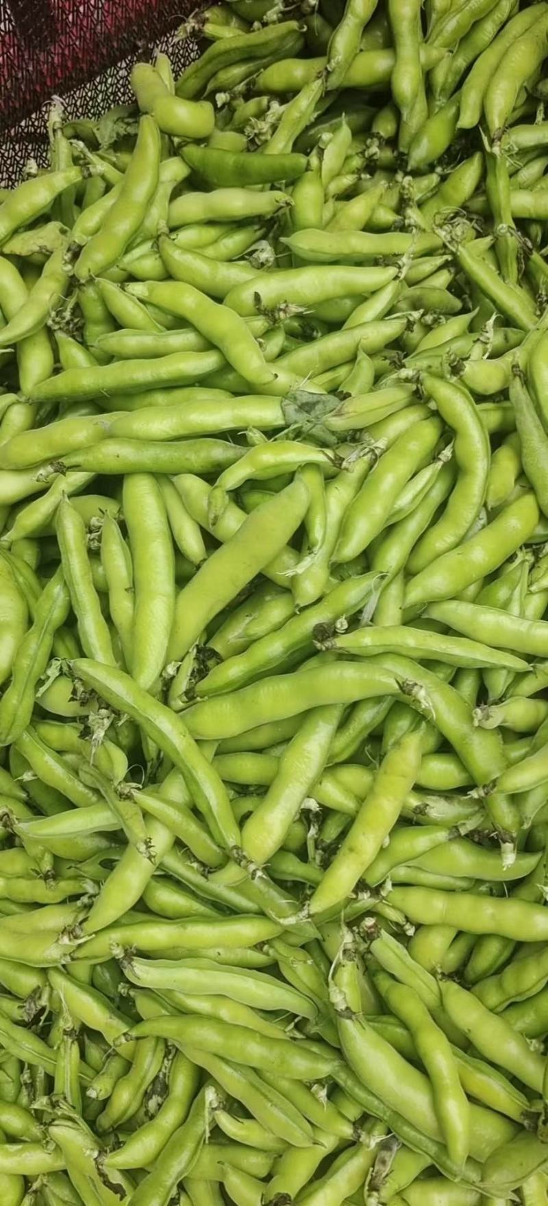大白蚕豆，小蚕豆