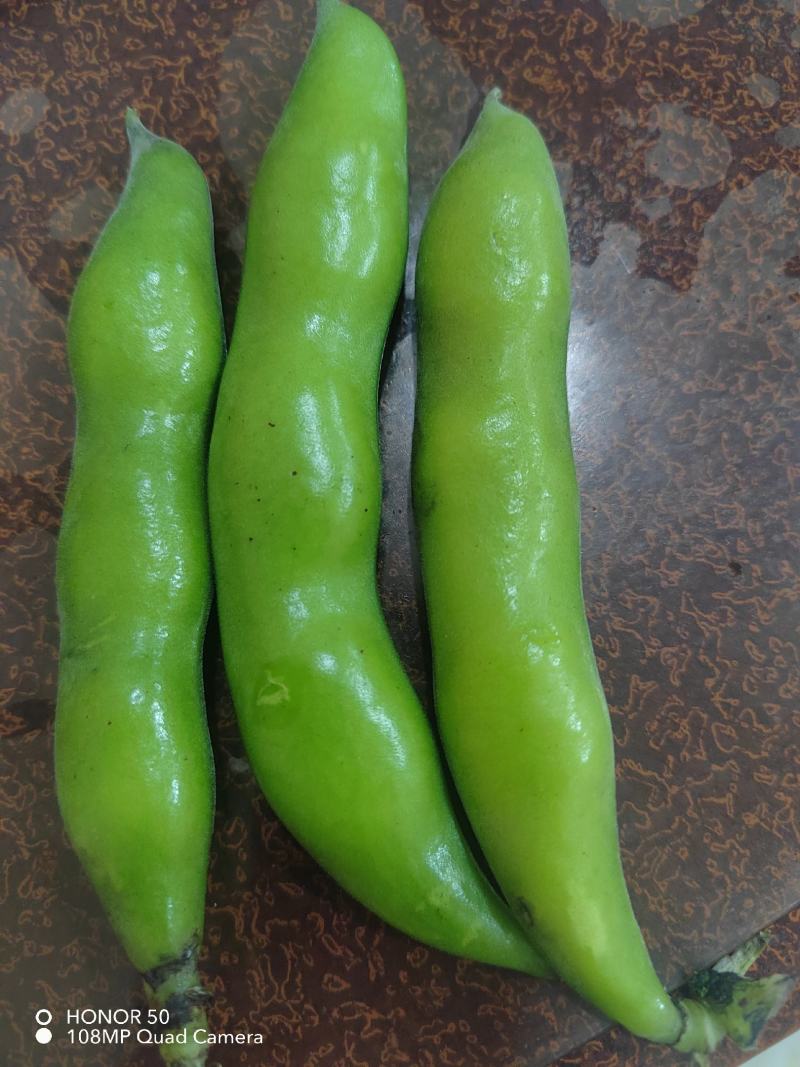 大白蚕豆，小蚕豆