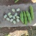 大白蚕豆，小蚕豆