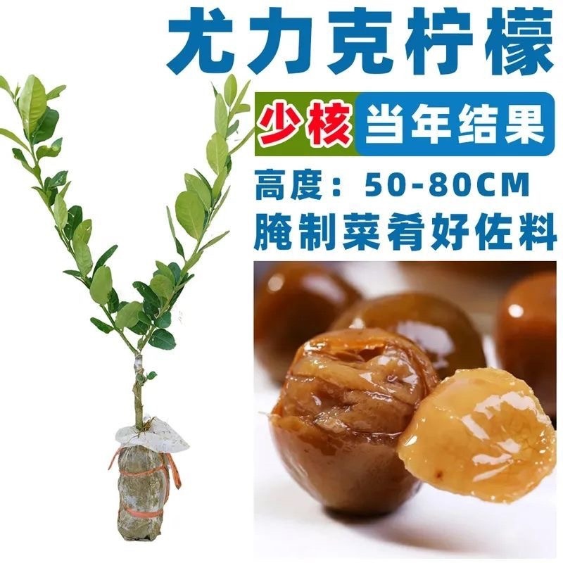 香水柠檬