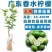 香水柠檬