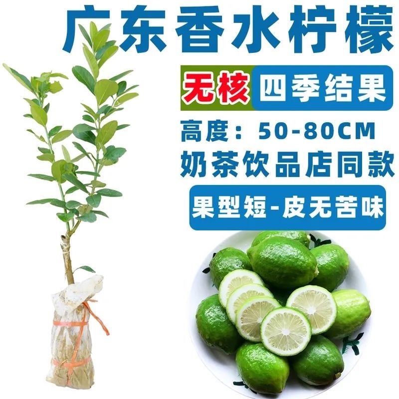 香水柠檬