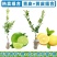 香水柠檬