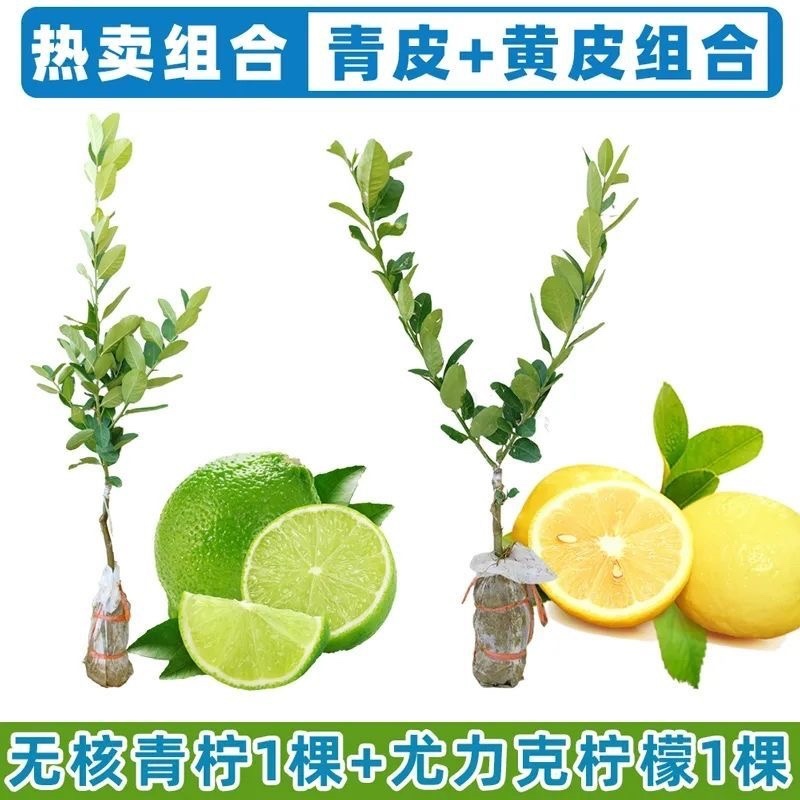 香水柠檬