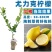 香水柠檬