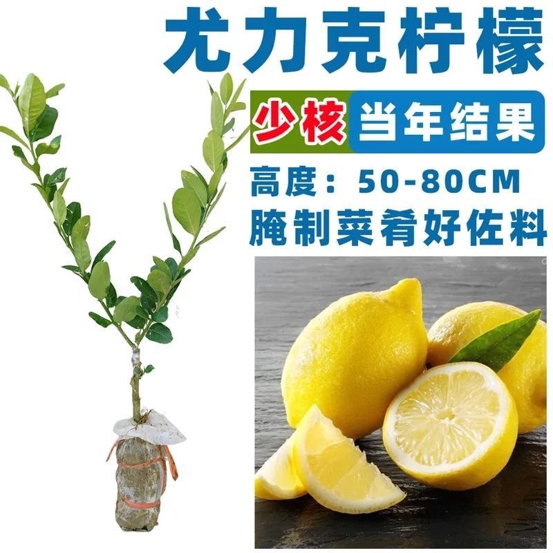 香水柠檬