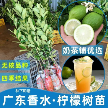 香水柠檬