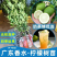香水柠檬