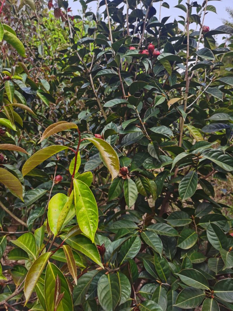 红花油茶大果红花油茶苗