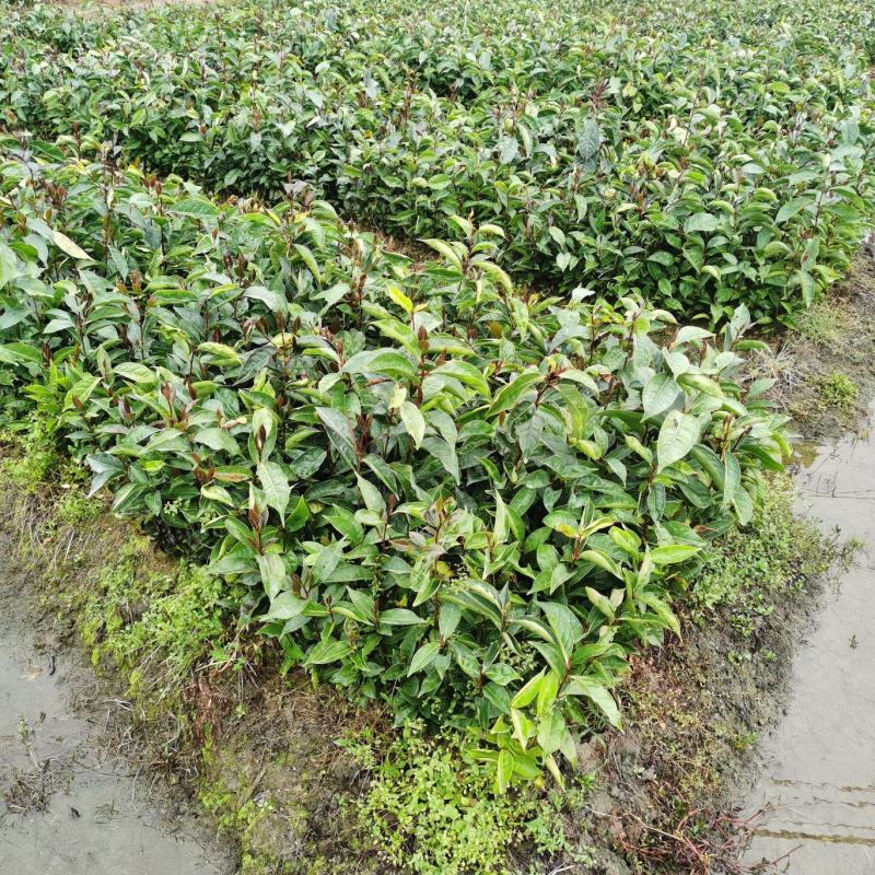 红花油茶大果红花油茶苗