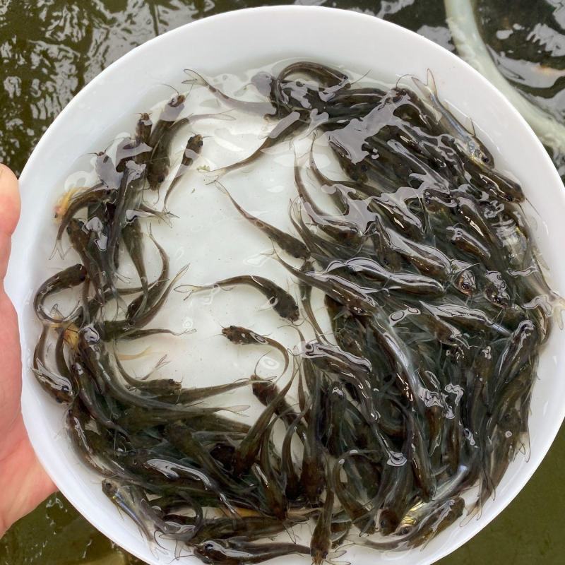 斑点叉尾鮰鱼苗江团鱼苗钳鱼苗淡水养殖鮰鱼苗