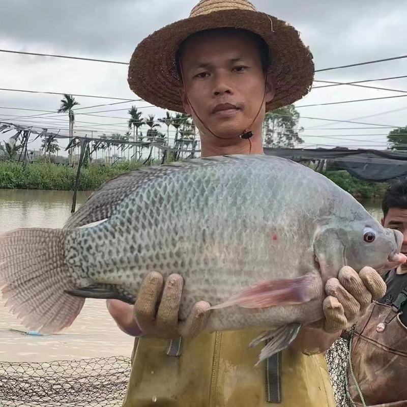 宝路罗非鱼苗生长速度快大吃料猛