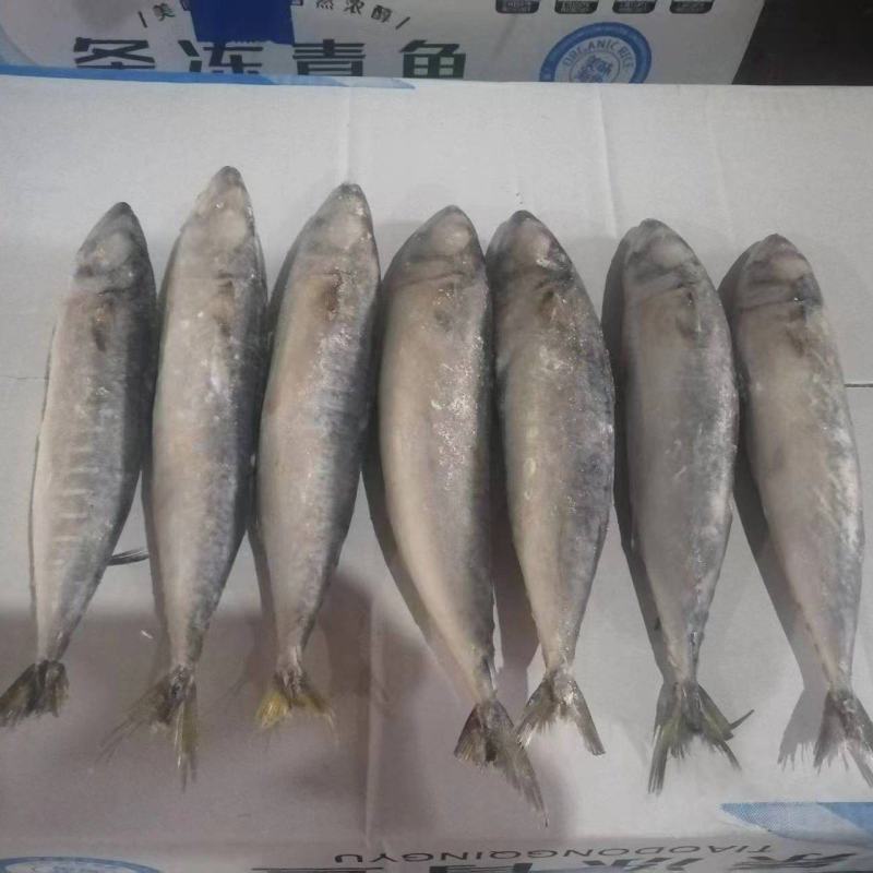 单冻鲐鲅鱼青占鱼团购电商定制款