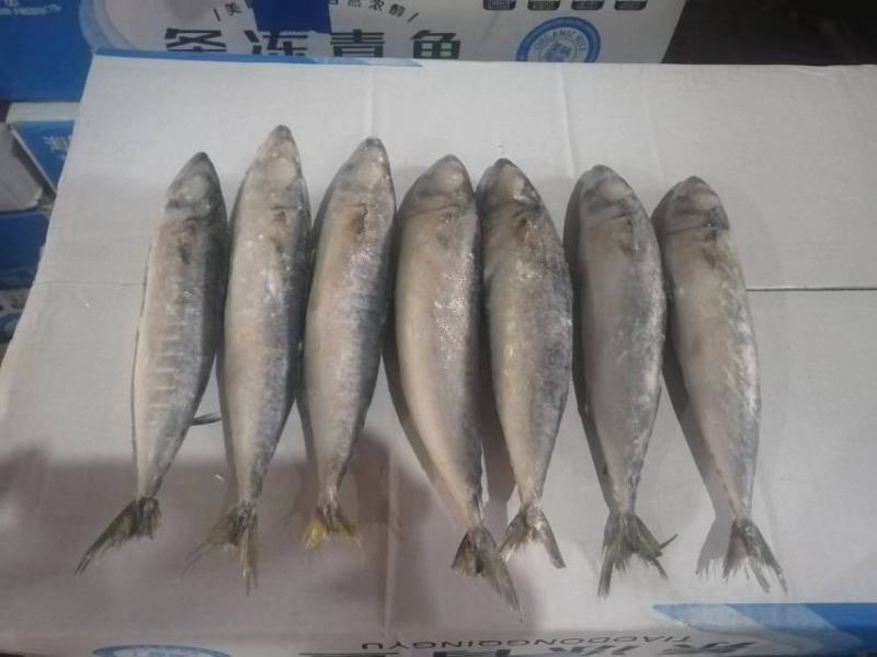 单冻鲐鲅鱼青占鱼团购电商定制款