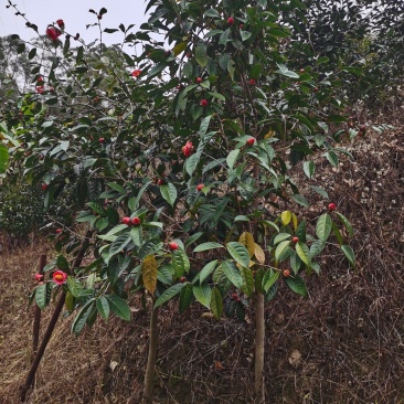 红花油茶大果红花油茶苗