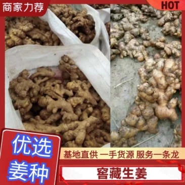 江油白口竹根姜种基地自供基地，欢迎新老客户来实地考察定购
