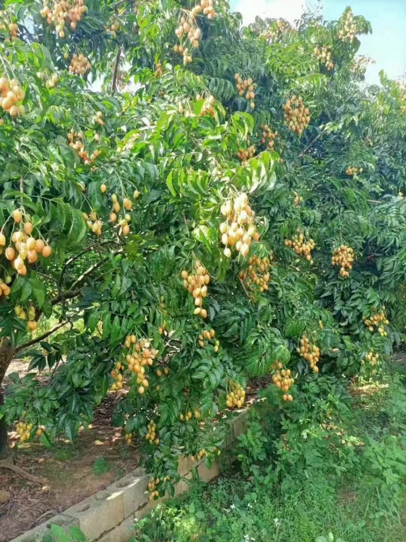 广东茂名电白区鸡心黄皮上市了，口感纯甜，专业代收代发