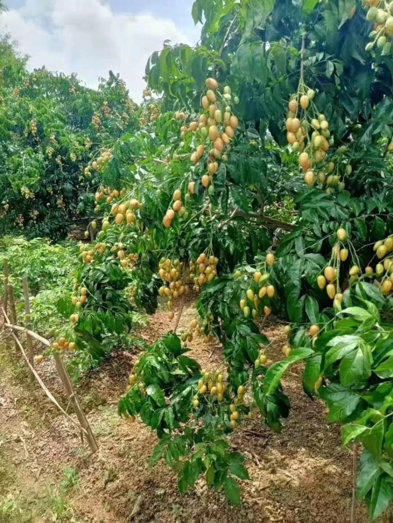 广东茂名电白区鸡心黄皮上市了，口感纯甜，专业代收代发