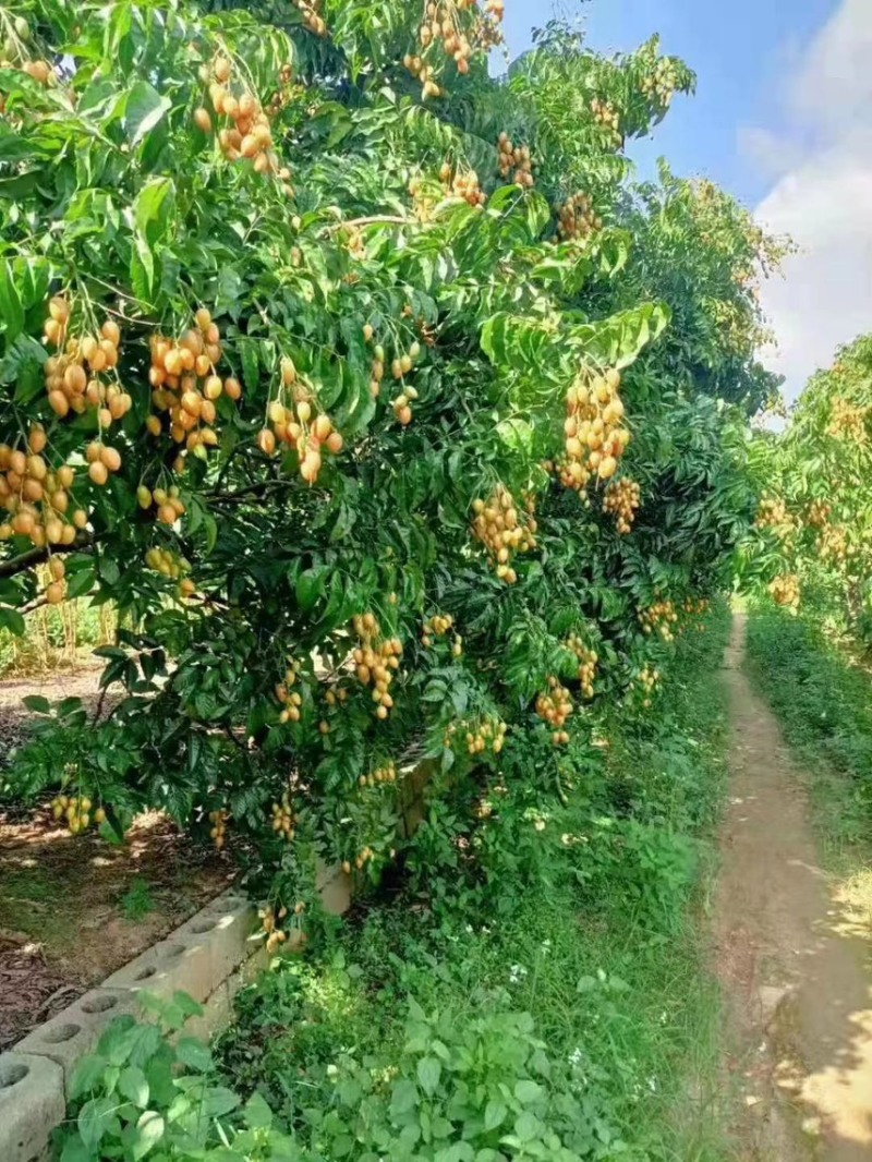 广东茂名电白区鸡心黄皮上市了，口感纯甜，专业代收代发