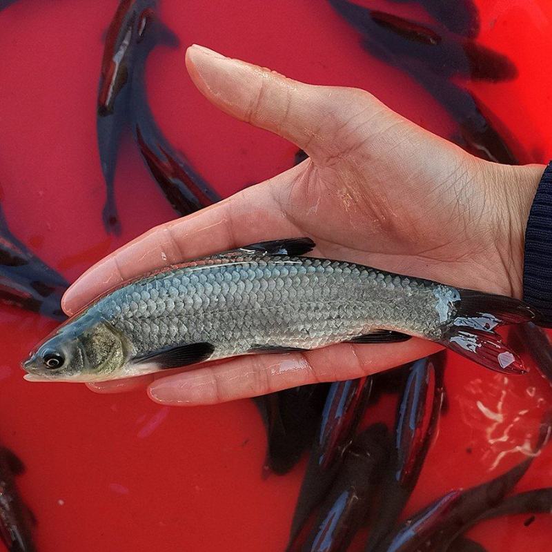 青鱼苗黑鲩鱼苗黑草鱼苗螺丝青乌鲩乌青淡水养殖