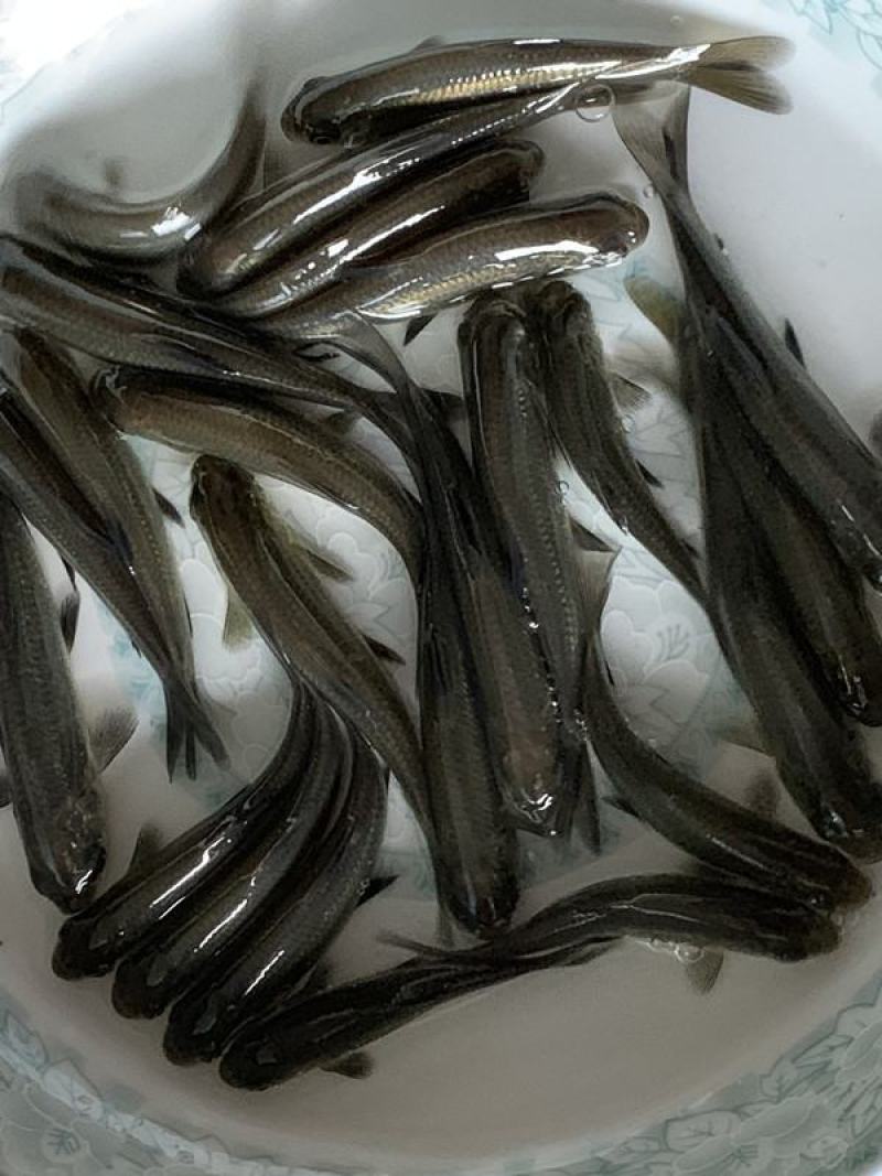 青鱼苗黑鲩鱼苗黑草鱼苗螺丝青乌鲩乌青淡水养殖