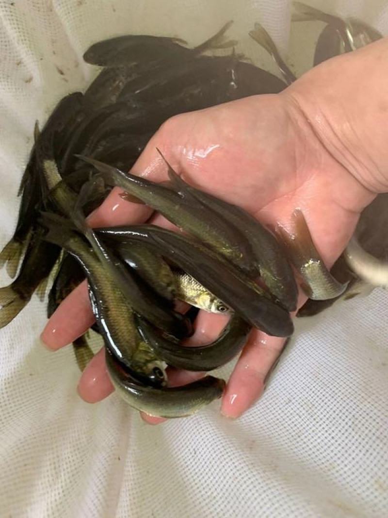 青鱼苗黑鲩鱼苗黑草鱼苗螺丝青乌鲩乌青淡水养殖